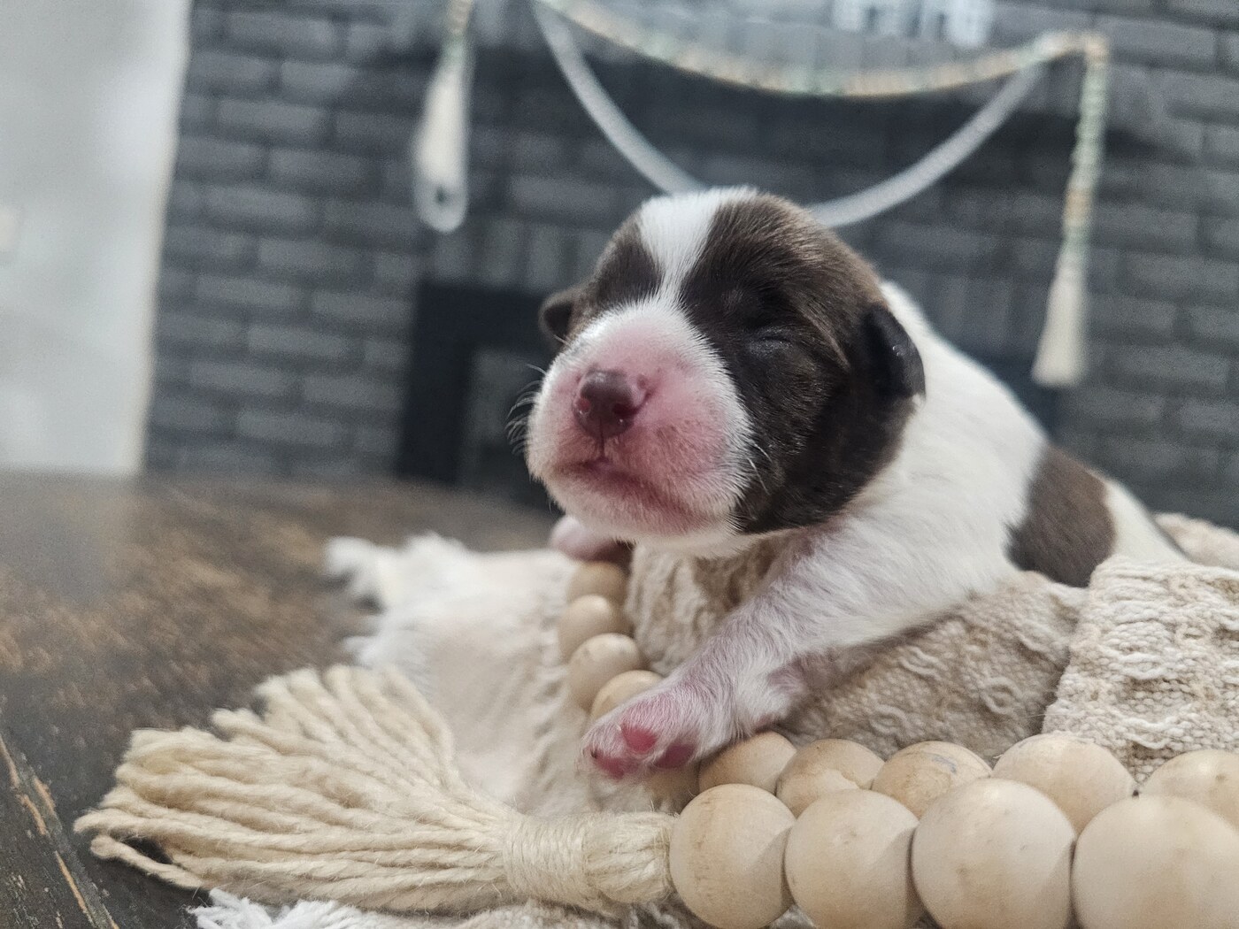 Belle